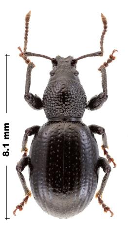 Otiorhynchus laevipennis